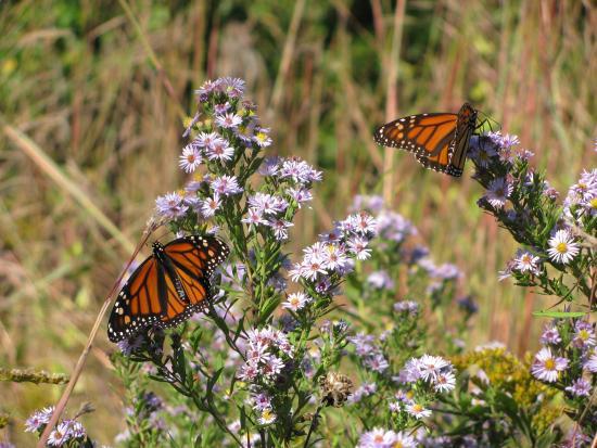Shoal Creek Conservation Area