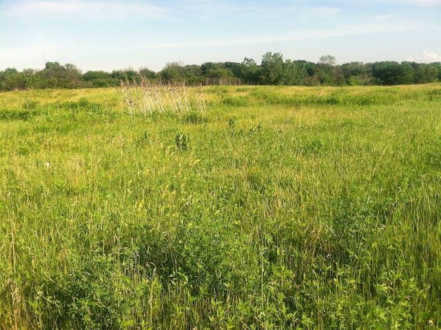 Miller Meadow