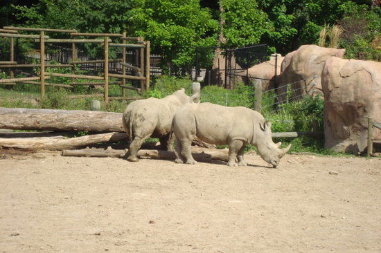 Peoria Zoo