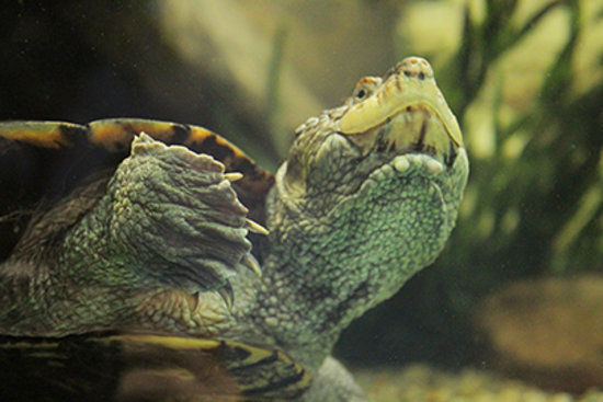 National Mississippi River Museum and Aquarium