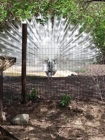 Scovill Zoo